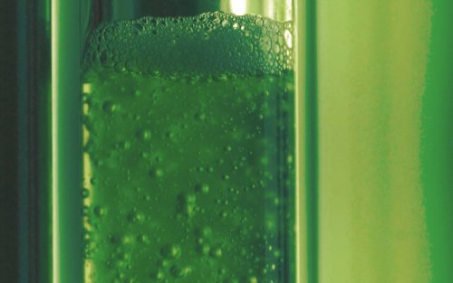 Водоросли chlorella vulgaris Водоросли chlorella vulgaris