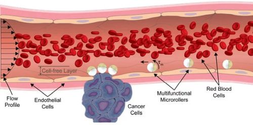 Роботы-лейкоциты, способные двигаться против кровотока, будут бороться с различными заболеваниями изнутри тела человека