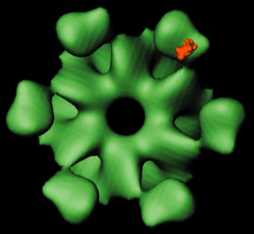 ������ ��������� ��������� CaMKII-NMDAR