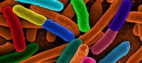 �������� E.Coli
