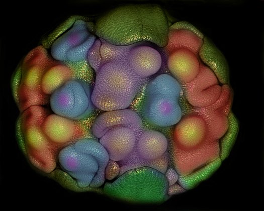 ������ Nikon Small World #3