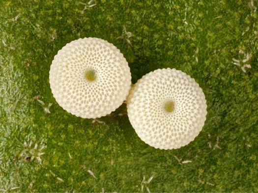 ������ Nikon Small World #4