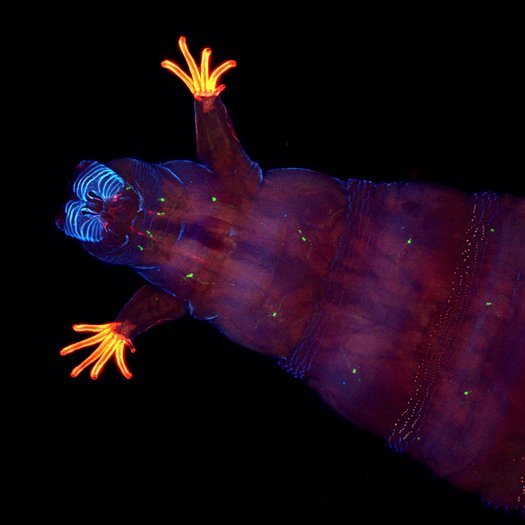 ������ Nikon Small World #8