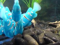 Рыбки-роботы Robofish Рыбки-роботы Robofish