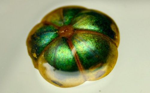 Семя Margaritaria nobilis