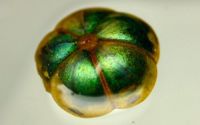 ���� Margaritaria nobilis