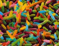 �������� Escherichia coli