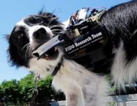 Собака с устройством FIDO Собака с устройством FIDO
